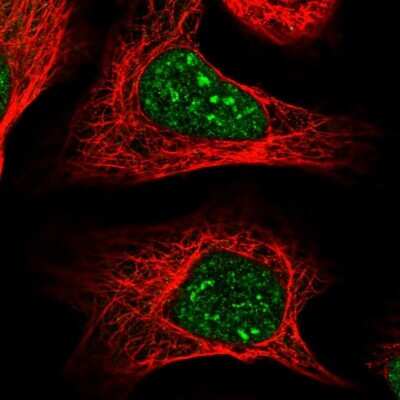 Immunocytochemistry/Immunofluorescence: COPS4 Antibody [NBP2-55230] - Staining of human cell line U-2 OS shows localization to nuclear speckles.