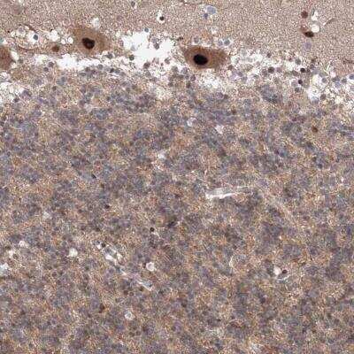 Immunohistochemistry-Paraffin: COPS4 Antibody [NBP1-85434] - Staining of human cerebellum shows strong nuclear and cytoplasmic positivity in Purkinje cells.