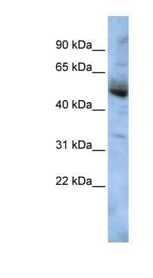 Western Blot: COPS4 Antibody [NBP1-56646] - HepG2 cell lysate, concentration 0.2-1 ug/ml.