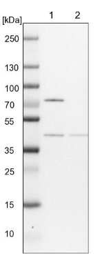 Western Blot COPS4 Antibody - BSA Free