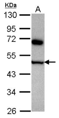Western Blot COPS4 Antibody - BSA Free