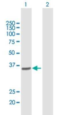 Western Blot: COPS6 Antibody [H00010980-B01P] - Analysis of COPS6 expression in transfected 293T cell line by COPS6 polyclonal antibody.  Lane 1: COPS6 transfected lysate(35.97 KDa). Lane 2: Non-transfected lysate.