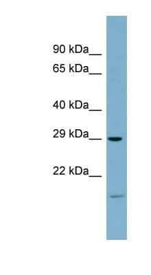 Western Blot: COPS7A Antibody [NBP1-53118] - B8 cells, HEK 293, Antibody Titration: 0.2-1 ug/ml