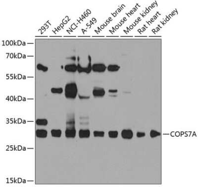 Western Blot: COPS7A Antibody [NBP2-92685] - Analysis of extracts of various cell lines, using COPS7A at 1:1000 dilution.Secondary antibody: HRP Goat Anti-Rabbit IgG (H+L) at 1:10000 dilution.Lysates/proteins: 25ug per lane.Blocking buffer: 3% nonfat dry milk in TBST.Detection: ECL Basic Kit .Exposure time: 90s.