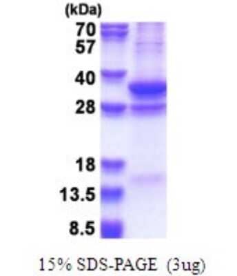 SDS-Page: COPS7A Recombinant Protein [NBP2-51665] - 15% SDS Page (3 ug)