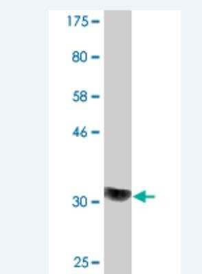 Western Blot: COQ2 Antibody (2B4) [H00027235-M03] - Detection against Immunogen (31.13 KDa) .