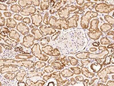 Immunohistochemistry: COQ2 Antibody [NBP3-05834] - Immunochemical staining of human COQ2 in human kidney with rabbit polyclonal antibody at 1:100 dilution, formalin-fixed paraffin embedded sections.