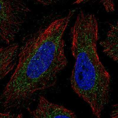 Immunocytochemistry/ Immunofluorescence COQ4 Antibody - BSA Free
