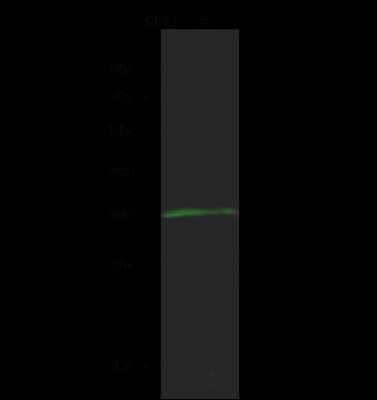 Western Blot: COQ9 Antibody [NBP2-99187] - Anti-COQ9 rabbit polyclonal antibody at 1:500 dilution. Lane A: Mouse heart tissue lysate Lysates/proteins at 30 ug per lane. Secondary Goat Anti- Rabbit IgG H&L (Dylight 800) at 1/10000 dilution. Developed using the Odyssey technique. Performed under reducing conditions. Predicted band size: 35 kDa. Observed band size: 34 kDa