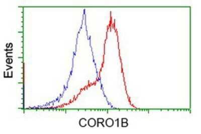 Flow Cytometry: CORO1B Antibody (3D10) [NBP2-02902] - HEK293T cells transfected with either overexpression plasmid (Red) or empty vector control plasmid (Blue) were immunostained by anti-CORO1B antibody, and then analyzed by flow cytometry.