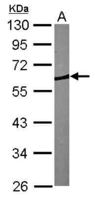Western Blot: CORO1B Antibody [NBP1-32514] - Sample (30 ug of whole cell lysate) A: NIH-3T3 10% SDS PAGE; antibody diluted at 1:1000.