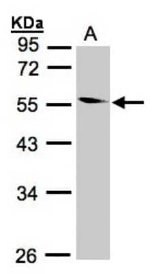 Western Blot: CORO1B Antibody [NBP1-32514] - Sample(30 ug whole cell lysate)A:293T10% SDS PAGE, antibody diluted at 1:1000.