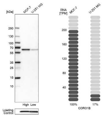 Western Blot: CORO1B Antibody [NBP2-49634] - Analysis in human cell lines MCF-7 and U-251MG using anti-CORO1B antibody. Corresponding CORO1B RNA-seq data are presented for the same cell lines. Loading control: anti-PPIB.