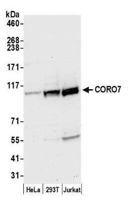 Western Blot: CORO7 Antibody [NBP2-60706] - Detection of human CORO7 by western blot. Samples: Whole cell lysate (50 ug) from HeLa, 293T, and Jurkat cells prepared using NETN lysis buffer. Antibody: Affinity purified rabbit anti-CORO7 antibody NBP2-60706 used for WB at 1:1000. Detection: Chemiluminescence with an exposure time of 30 seconds.