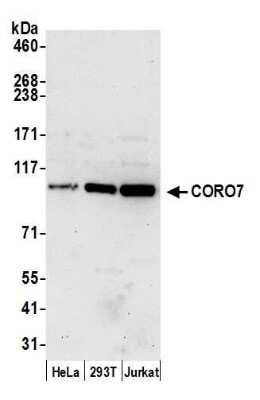 Western Blot: CORO7 Antibody [NBP2-60707] - Detection of human CORO7 by western blot. Samples: Whole cell lysate (50 ug) from HeLa, 293T, and Jurkat cells prepared using NETN lysis buffer. Antibody: Affinity purified rabbit anti-CORO7 antibody NBP2-60707 used for WB at 1:1000. Detection: Chemiluminescence with an exposure time of 30 seconds.