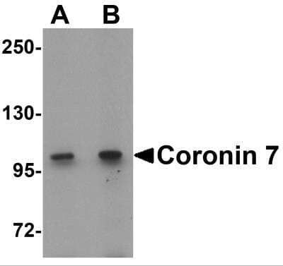 Western Blot CORO7 Antibody - BSA Free