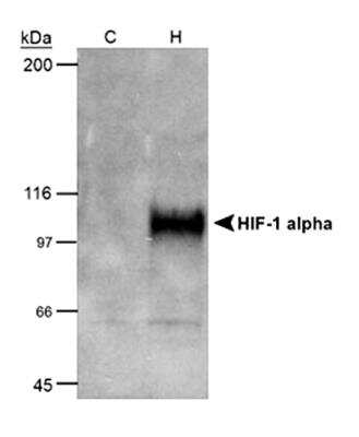 Western Blot: COS-7 Nuclear Hypoxic Induced Cell Lysate [NB800-PC26] - WB analysis of 50ug nuclear lysate of COS7 cells which were left untreated (C) or were treated with Cobalt Chloride / CoCl2 (H) before preparation of lysates (catalog# NB800-PC26). The blot was developed using HIF-1 alpha antibody (clone H1alpha67; catalog# NB100-105).