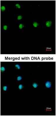 Immunocytochemistry/Immunofluorescence: COUP-TF I/NR2F1 Antibody [NBP1-31259] - Analysis of HeLa, using COUP TF1 antibody at 1:200 dilution.