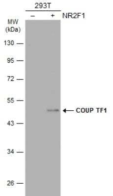 Western Blot: COUP-TF I/NR2F1 Antibody [NBP1-31259] - Non-transfected (-) and transfected (+) 293T whole cell extracts (30 ug) were separated by 10% SDS-PAGE, and the membrane was blotted with COUP TF1 antibody [N1], N-term diluted at 1:500. The HRP-conjugated anti-rabbit IgG antibody (NBP2-19301) was used to detect the primary antibody.