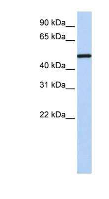 Western Blot: COUP-TF I/NR2F1 Antibody [NBP1-52825] - Titration: 0.2-1 ug/ml, Positive Control: Transfected 293T.