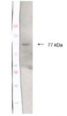 Western Blot: COUP-TF I/NR2F1 Antibody [NBP1-52831] - Titration: 2 ug/ml Positive Control: Protein extracts, Chicken brain tissue.