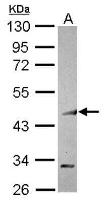 Western Blot: COUP-TF I/NR2F1 Antibody [NBP2-15974] - Sample (30 ug of whole cell lysate) A: HCT116 10% SDS PAGE gel, diluted at 1:1000.