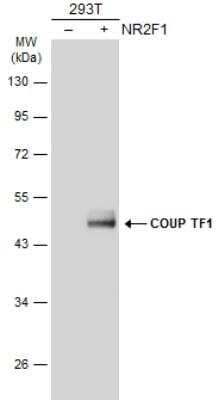 Western Blot: COUP-TF I/NR2F1 Antibody [NBP2-15974] - Non-transfected (-) and transfected (+) 293T whole cell extracts (30 ug) were separated by 10% SDS-PAGE, and the membrane was blotted with COUP TF1 antibody [N3C3] diluted at 1:1000. The HRP-conjugated anti-rabbit IgG antibody (NBP2-19301) was used to detect the primary antibody.