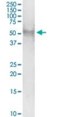Western Blot: COUP-TF II/NR2F2 Antibody [H00007026-D01P] - Analysis of NR2F2 transfected lysate using anti-NR2F2 rabbit polyclonal antibody and Protein Magnetic Bead, and immunoblotted with NR2F2 purified mouse polyclonal antibody (B01P).