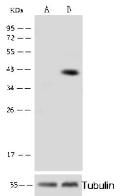 Western Blot: COUP-TF II/NR2F2 Antibody [NBP2-98861] - Anti-COUP-TF II/NR2F2 rabbit polyclonal antibody at 1:500 dilution. Lane A: MCF7 Whole Cell Lysate. Lane B: HEK293 Whole Cell Lysate. Lysates/proteins at 30 ug per lane. Secondary Goat Anti-Rabbit IgG H&L (Dylight 800) at 1/10000 dilution. Developed using the Odyssey technique. Performed under reducing conditions. Predicted band size: 46 kDa. Observed band size: 50 kDa
