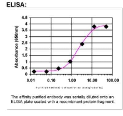 ELISA: COX-1 Antibody [24300002] -  Affinity Purified