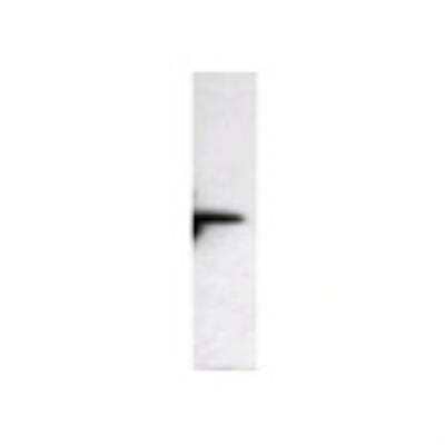 Western Blot: COX-1 Antibody [24300002] -  Western Blot was performed using affinity purified SEQer PTGS1 antibody. The lanes contain 5-30ug of a whole cell extract.  Final concentration of antibodies = 0.1ug/ml (1:10,000 dilution).