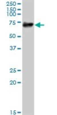 Western Blot: COX-1 Antibody [H00005742-B01P] - Analysis of PTGS1 expression in A-431.