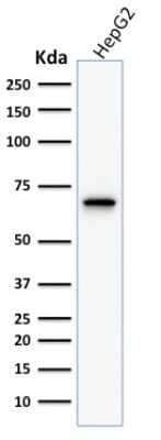 Western Blot: COX-2 Antibody (COX2/1941) - Azide and BSA Free [NBP3-08272] - Western Blot Analysis of human HepG2 cell lysate using COX-2 Mouse Monoclonal Antibody (COX2/1941).