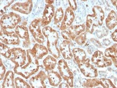 Immunohistochemistry-Paraffin: COX-2 Antibody (COX2/3320R) - Azide and BSA Free [NBP3-08301] - Formalin-fixed, paraffin-embedded human kidney stained with COX-2 Recombinant Rabbit Monoclonal Antibody (COX2/3320R).