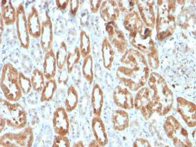 Immunohistochemistry-Paraffin: COX-2 Antibody (COX2/3320R) - Azide and BSA Free [NBP3-08301] - Formalin-fixed, paraffin-embedded human kidney stained with COX-2 Recombinant Rabbit Monoclonal Antibody (COX2/3320R).