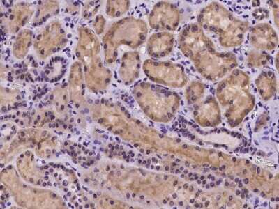 Immunohistochemistry-Paraffin: COX10 Antibody [NBP2-97977] - Immunochemical staining of human COX10 in human kidney with rabbit polyclonal antibody at 1:100 dilution, formalin-fixed paraffin embedded sections.