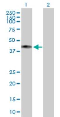 Western Blot: COX10 Antibody [H00001352-B01P] - Analysis of COX10 expression in transfected 293T cell line by COX10 polyclonal antibody.  Lane 1: COX10 transfected lysate(48.73 KDa). Lane 2: Non-transfected lysate.