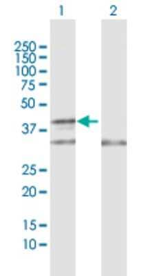 Western Blot: COX10 Antibody [H00001352-D01P] - Analysis of COX10 expression in transfected 293T cell line by COX10 polyclonal antibody.Lane 1: COX10 transfected lysate(48.90 KDa).Lane 2: Non-transfected lysate.