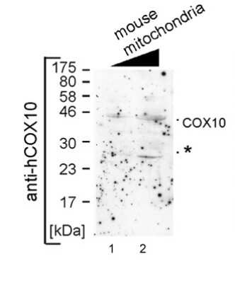 Western Blot: COX10 Antibody [NBP1-59554] - Middle region validated by WB using mouse mitochondria at 1:1000.