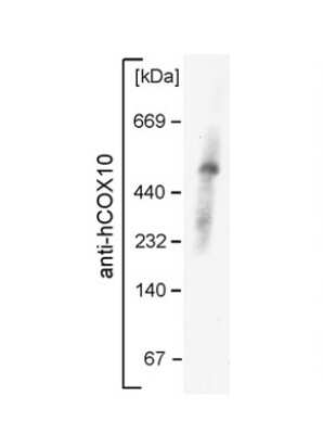 Western Blot: COX10 Antibody [NBP1-59554] - Middle region validated by WB using mouse mitochondria at 1:1000.