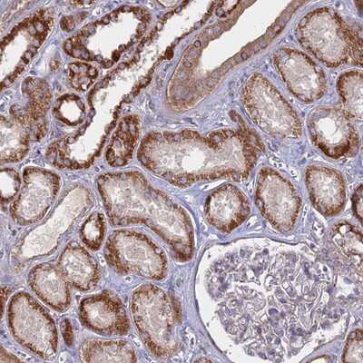 Immunohistochemistry-Paraffin: COX11 Antibody [NBP2-13863] Staining of human kidney shows strong cytoplasmic positivity in cells in tubules.