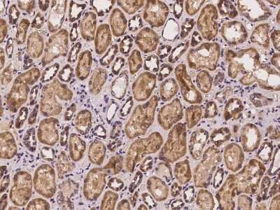 Immunohistochemistry-Paraffin: COX11 Antibody [NBP2-97240] - Immunochemical staining of human COX11 in human kidney with rabbit polyclonal antibody at 1:100 dilution, formalin-fixed paraffin embedded sections.