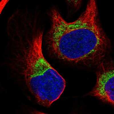 Immunocytochemistry/ Immunofluorescence COX14 Antibody - BSA Free