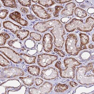 Immunohistochemistry-Paraffin COX14 Antibody - BSA Free