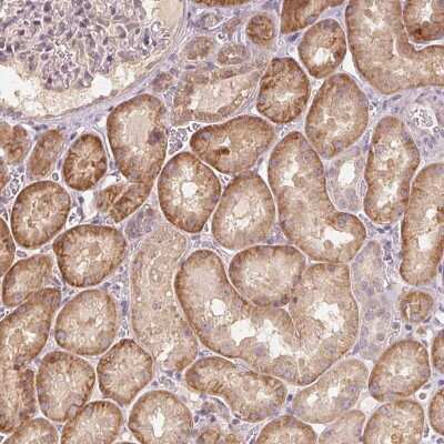 Immunohistochemistry-Paraffin COX14 Antibody - BSA Free