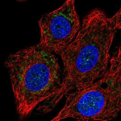 Immunocytochemistry/Immunofluorescence: COX15 Antibody [NBP2-57834] - Staining of human cell line A549 shows localization to mitochondria.