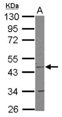 Western Blot: COX15 Antibody [NBP2-15976] - Sample (30 ug of whole cell lysate) A: Jurkat 10% SDS PAGE gel, diluted at 1:1000.