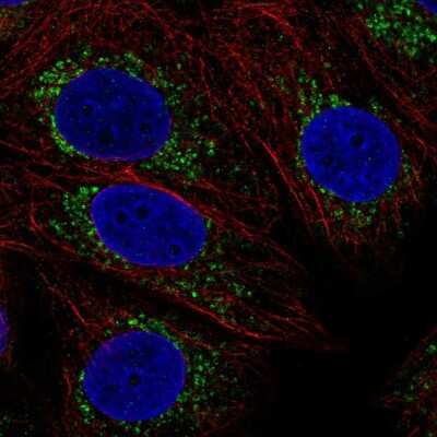 Immunocytochemistry/ Immunofluorescence COX16 Antibody