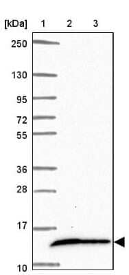 Western Blot COX16 Antibody