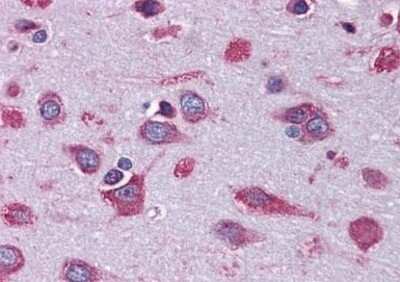 Immunohistochemistry-Paraffin: COX17 Antibody (4G2) [NBP1-69873] - Analysis of anti-COX17 antibody with human brain, cortex at concentration 5 ug/ml.
